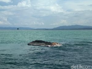 Bangkai Paus Ditemukan di Sultra