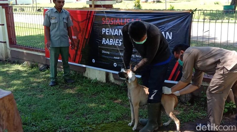 KLB Rabies, Sudah 497 Ekor Anjing Dimatikan di Sumbawa NTB KLB Rabies, Sudah 497 Ekor Anjing Dimatikan di Sumbawa NTB