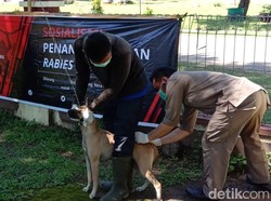 Rabies Masih Hantui Warga Dompu NTB, Ibu Hamil 7 Bulan Digigit Anjing