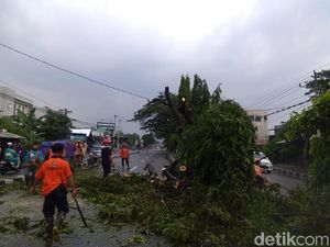 Hujan Deras Landa Bantul, 20 Pohon Tumbang