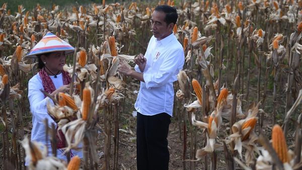 Momen Jokowi dan Ibu Negara Memanen Jagung di Gorontalo
