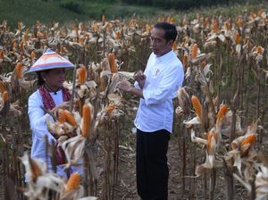 Momen Jokowi dan Ibu Negara Memanen Jagung di Gorontalo