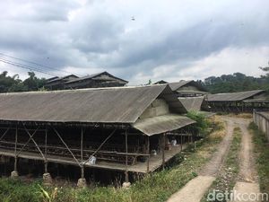 Jejaring Peternak China di Kawasan Gunung Padang