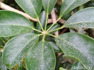 Sempat Diguyur Hujan Abu, Aktivitas Warga Lereng Merapi Normal