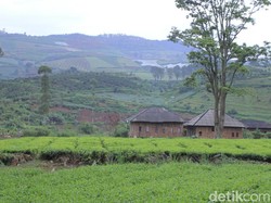 Bukan Alih Fungsi, PTPN Sebut Ada Oknum Jarah Tanah Untuk Sayuran