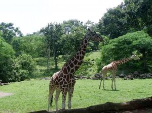 Akhir Pekan Ini Asyiknya Ajak Anak ke Taman Safari