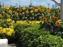 Taman Bunga Matahari yang Instagramable di Bandara Changi