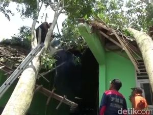 Pohon Tumbang Timpa Sekolah di Tulungagung, 5 Ruang Kelas Rusak Pohon Tumbang Timpa Sekolah di Tulungagung, 5 Ruang Kelas Rusak
