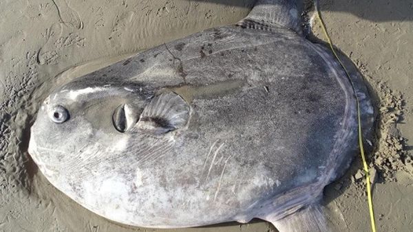 Misteri Ikan Jumbo yang Terdampar di Pantai California