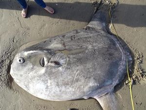 Misteri Ikan Jumbo yang Terdampar di Pantai California