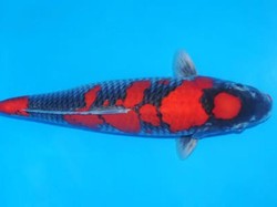 Bikin Kaget! Satu Ekor Ikan Koi Ini Dibanderol Rp 27,5 Juta