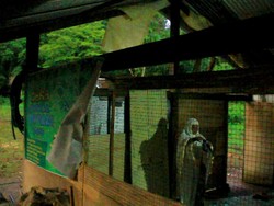 Kisah Miris Warga Sulsel, Bangun Masjid di Bekas Kandang Sapi