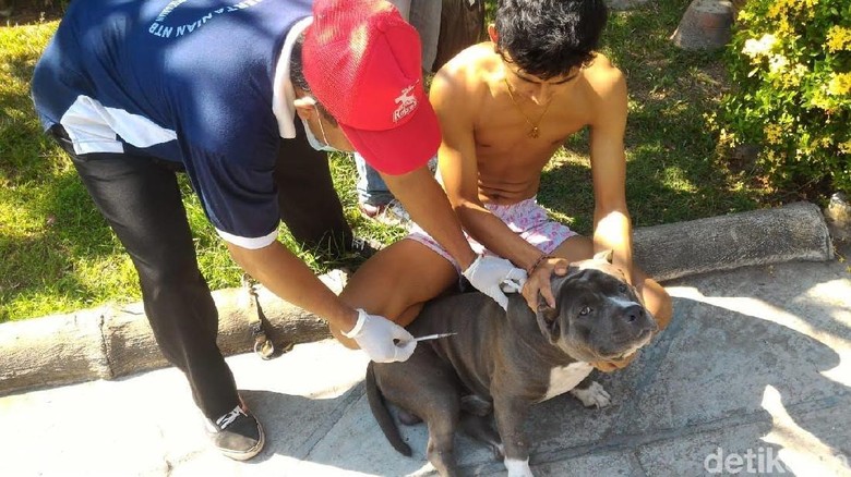 Cegah Rabies, Pemkot Mataram Matikan 150 Anjing Liar