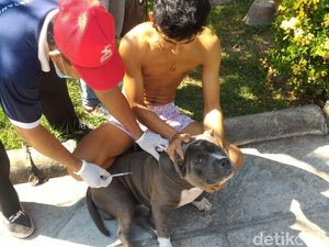 Cegah Rabies, Pemkot Mataram Matikan 150 Anjing Liar Cegah Rabies, Pemkot Mataram Matikan 150 Anjing Liar