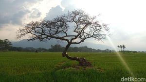 Potret Destinasi Pohon Pengantin di Salatiga