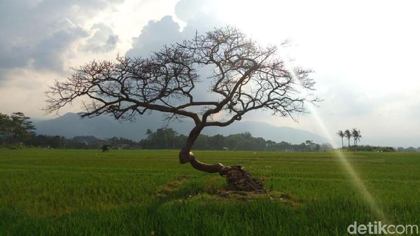 Potret Destinasi Pohon Pengantin di Salatiga