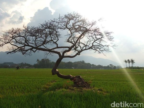 Potret Destinasi Pohon Pengantin di Salatiga