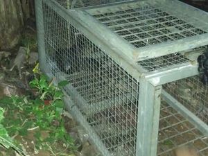 Macan Tutul Mangsa Ternak, Warga Kabupaten Serang Panik