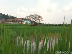 Cerita Warga Desa di Kalsel yang Sulap Rawa Jadi Sawah
