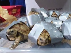 Dianggap Berkhasiat, 1.500 Kura-kura Diikat Selotip di Bagasi Bandara Manila