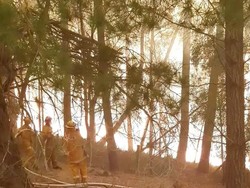 Mengerikan! Kebakaran Hutan di Australia