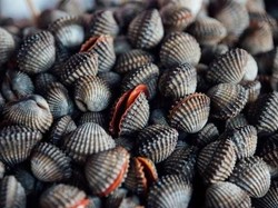 Pencinta Makanan, Ini 7 Makanan Paling Mematikan di Dunia!