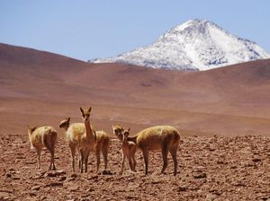 Fenomena Langka! Gurun Pasir Atacama di Chili Diselimuti Salju Fenomena Langka! Gurun Pasir Atacama di Chili Diselimuti Salju