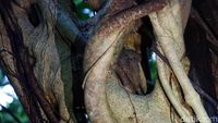 Foto: Tarsius, Hewan Misterius dari Hutan Tangkoko