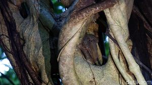 Foto: Tarsius, Hewan Misterius dari Hutan Tangkoko