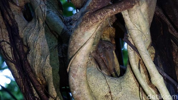 Foto: Tarsius, Hewan Misterius dari Hutan Tangkoko