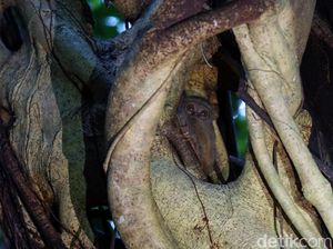 Foto: Tarsius, Hewan Misterius dari Hutan Tangkoko