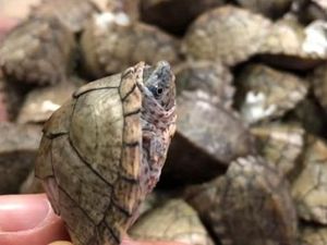 Selundupkan Ribuan Kura-kura, 2 Pria India Ditangkap di Bandara Malaysia