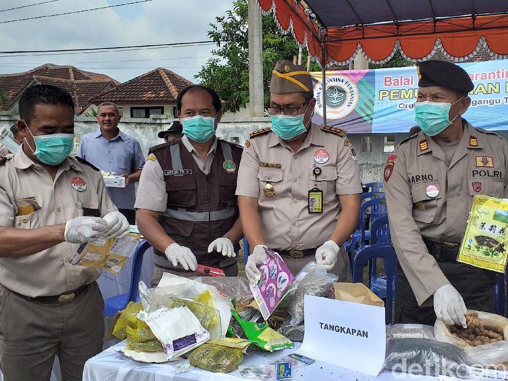 83 Jenis Komoditas Pengganggu Tumbuhan Dimusnahkan 83 Jenis Komoditas Pengganggu Tumbuhan Dimusnahkan