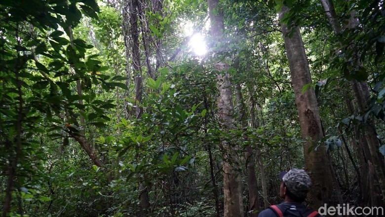 Ilustrasi hutan (Wahyu Setyo/detikcom)