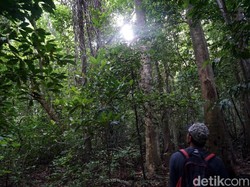 Hari Hutan Sedunia dan Sumbangsih Indonesia