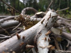 Video: Ulat Ice Cream Kian Ganas, Persebarannya Meluas