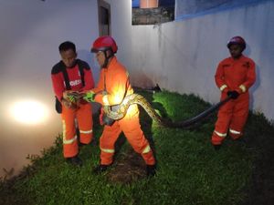 Ular Piton Ukuran 3 Meter Jatuh dari Kanopi Rumah Warga Pesanggrahan