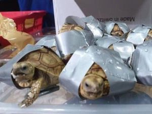 Polisi Filipina Sita 1.500 Kura-kura dan Penyu yang Dilakban