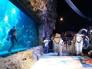 Ancol Punya Atraksi Beri Makan Piranha, Kamu Berani Lihat?