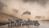 Jepretan Memukau Pemenang Kontes NatGeo di Instagram