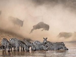 Jepretan Memukau Pemenang Kontes NatGeo di Instagram Jepretan Memukau Pemenang Kontes NatGeo di Instagram