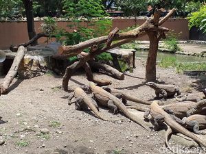 Kisah 13 Anak Komodo, Belajar Memanjat untuk Survival di Awal Kehidupan Kisah 13 Anak Komodo, Belajar Memanjat untuk Survival di Awal Kehidupan