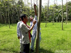 5 Fakta Pohon Sengon yang Disebut Penyebab Mati Listrik Massal