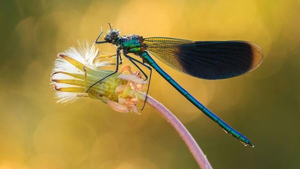 Kumpulan Foto Serangga dan Hewan dari Jarak Dekat