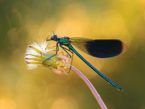 Kumpulan Foto Serangga dan Hewan dari Jarak Dekat