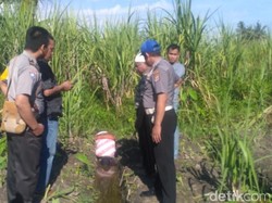 Terpeleset, Pria di Bantul Ditemukan Meninggal di Kebun Tebu