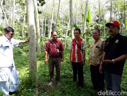 Ulat Ice Cream Bisa Dibasmi, Petani Sengon Tak Perlu Khawatir