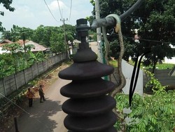 Ada-ada Saja! Gara-gara Ular, Listrik di Depok Sempat Padam