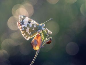 Hewan Berspesies Terbanyak di Bumi: Agen Penyerbukan hingga Pembawa Penyakit