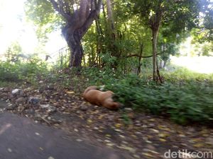 Warga Dompu NTB Keluhkan Bangkai Anjing Rabies di Jalanan Warga Dompu NTB Keluhkan Bangkai Anjing Rabies di Jalanan